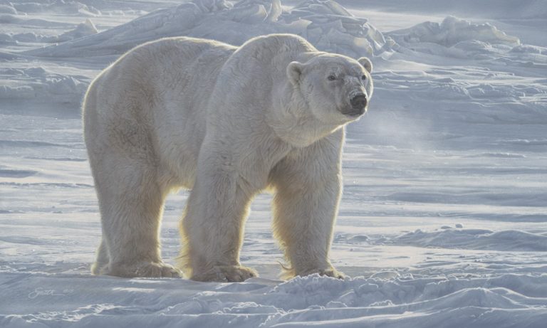 Arctic Allure  Daniel Smith Wildlife